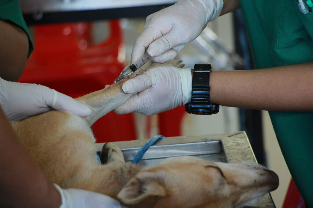 Quais as principais atividades de um veterinário