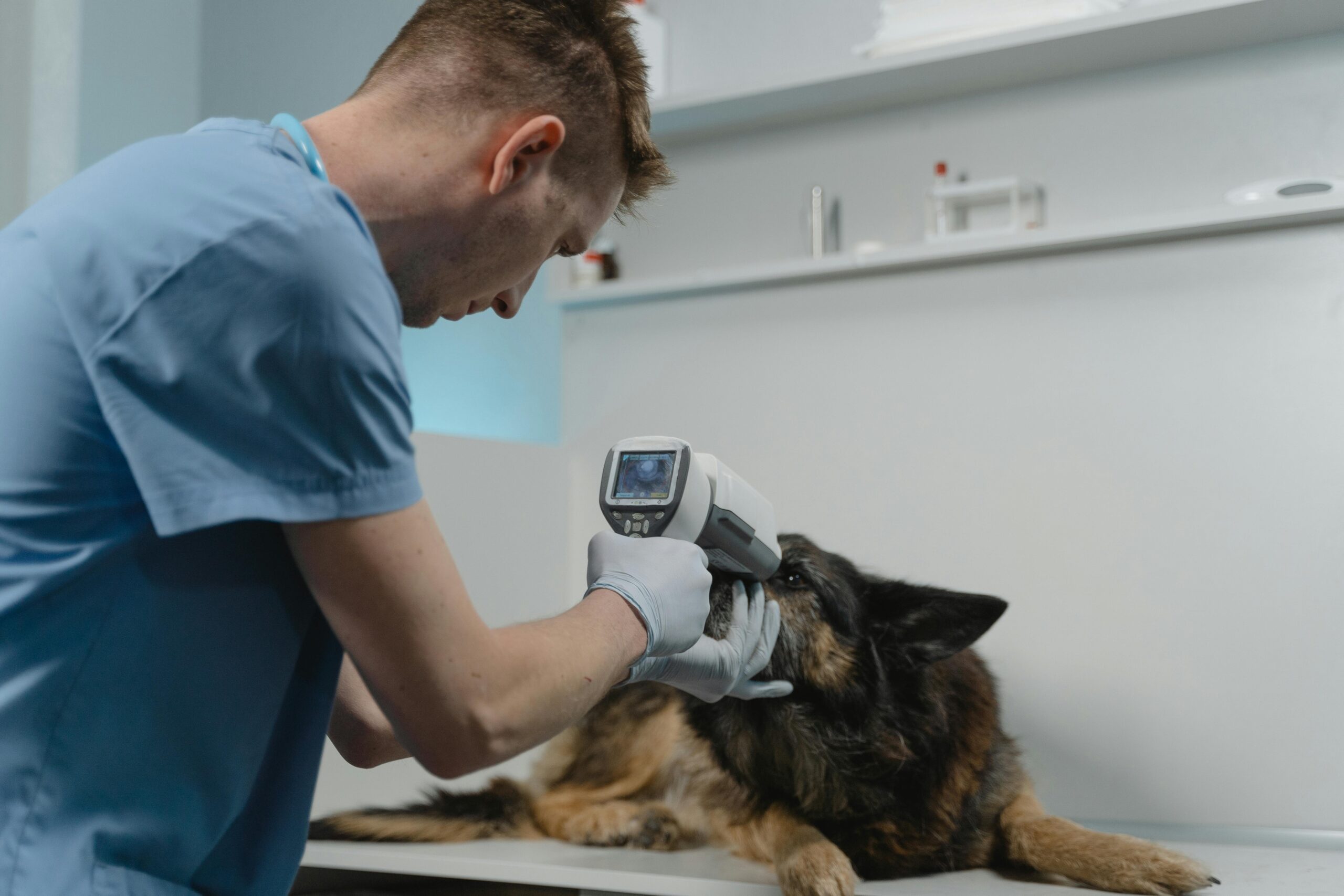 Quanto ganha um Veterinário? Salário e Carreira na Medicina Veterinária