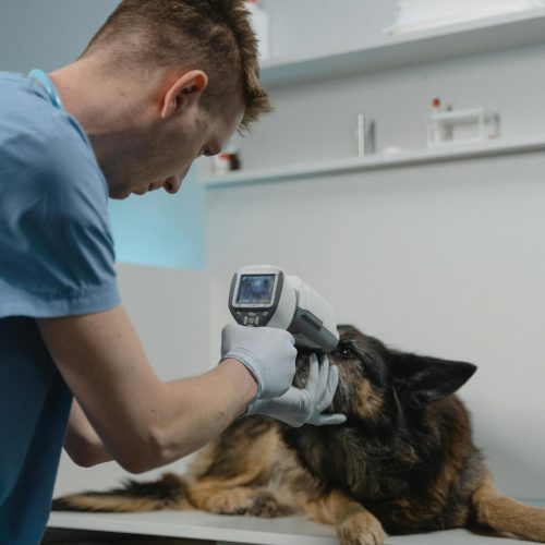Quanto ganha um Veterinário? Salário e Carreira na Medicina Veterinária